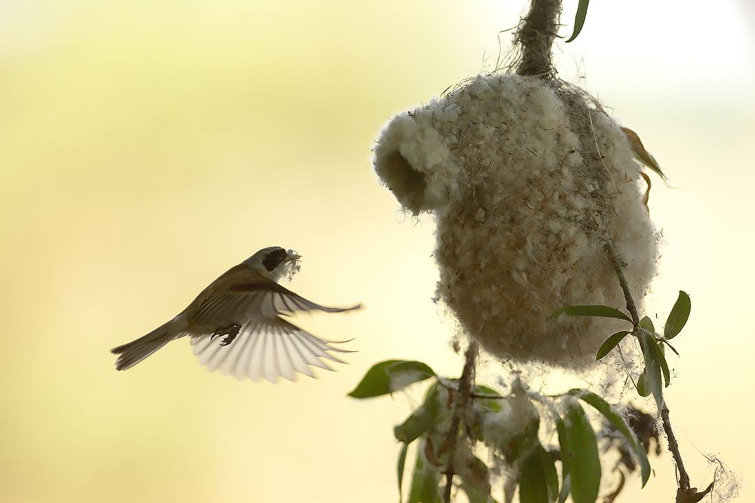 Bee-eaters and Rollers photography tour